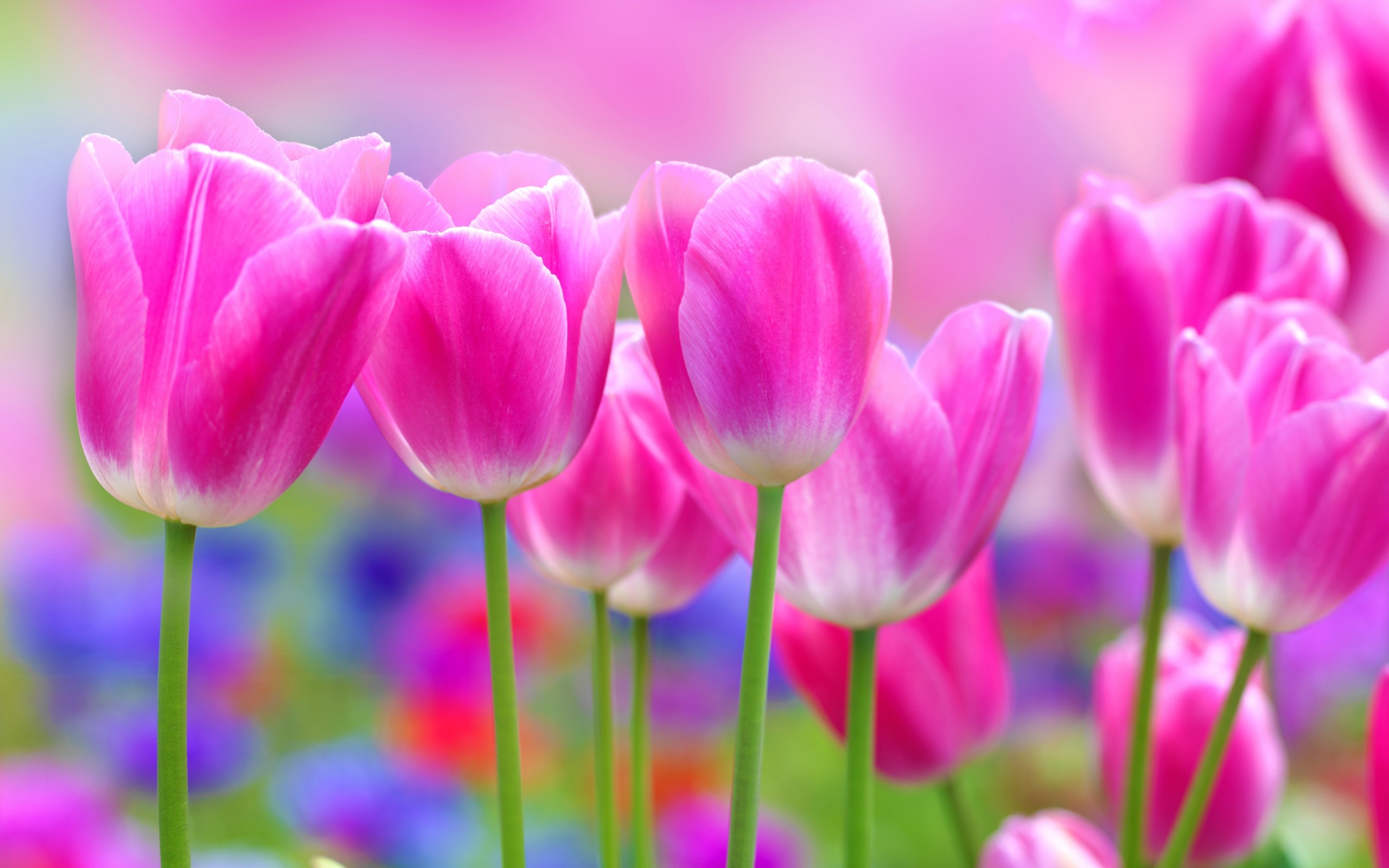 Pink Tulips Flowers Wallpaper