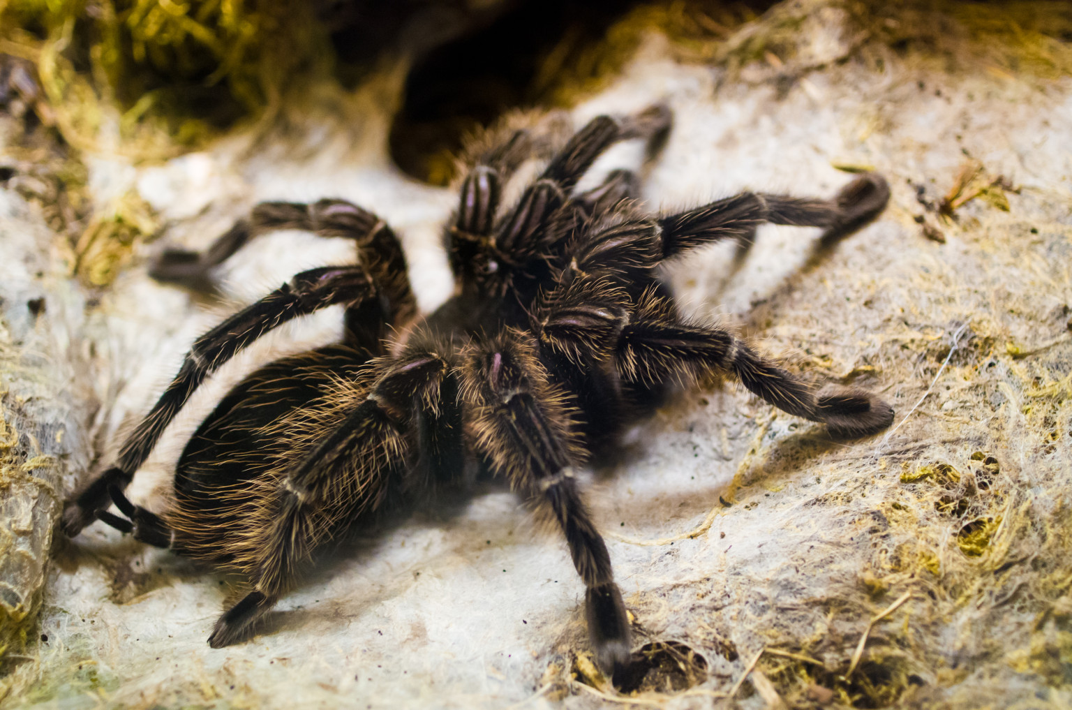 Scary Spider HD Desktop Wallpaper We Select The Best
