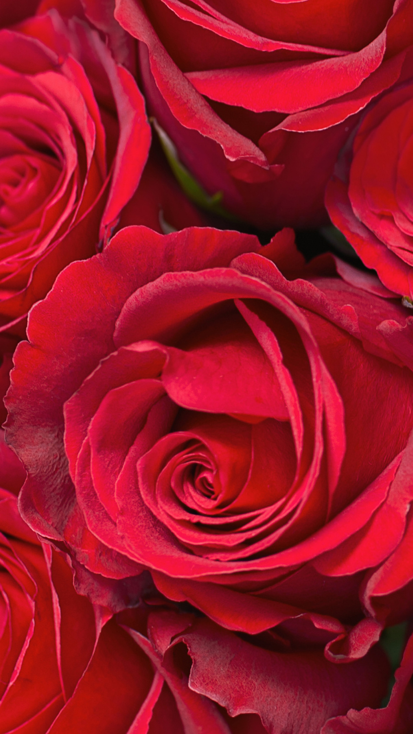 Samsung Galaxy S7 Red Roses Wallpaper Gallery Yopriceville 1440x2560