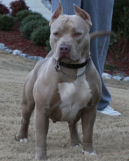 Blue Fawn Pit Bull Layla Is Being Bred To Titan