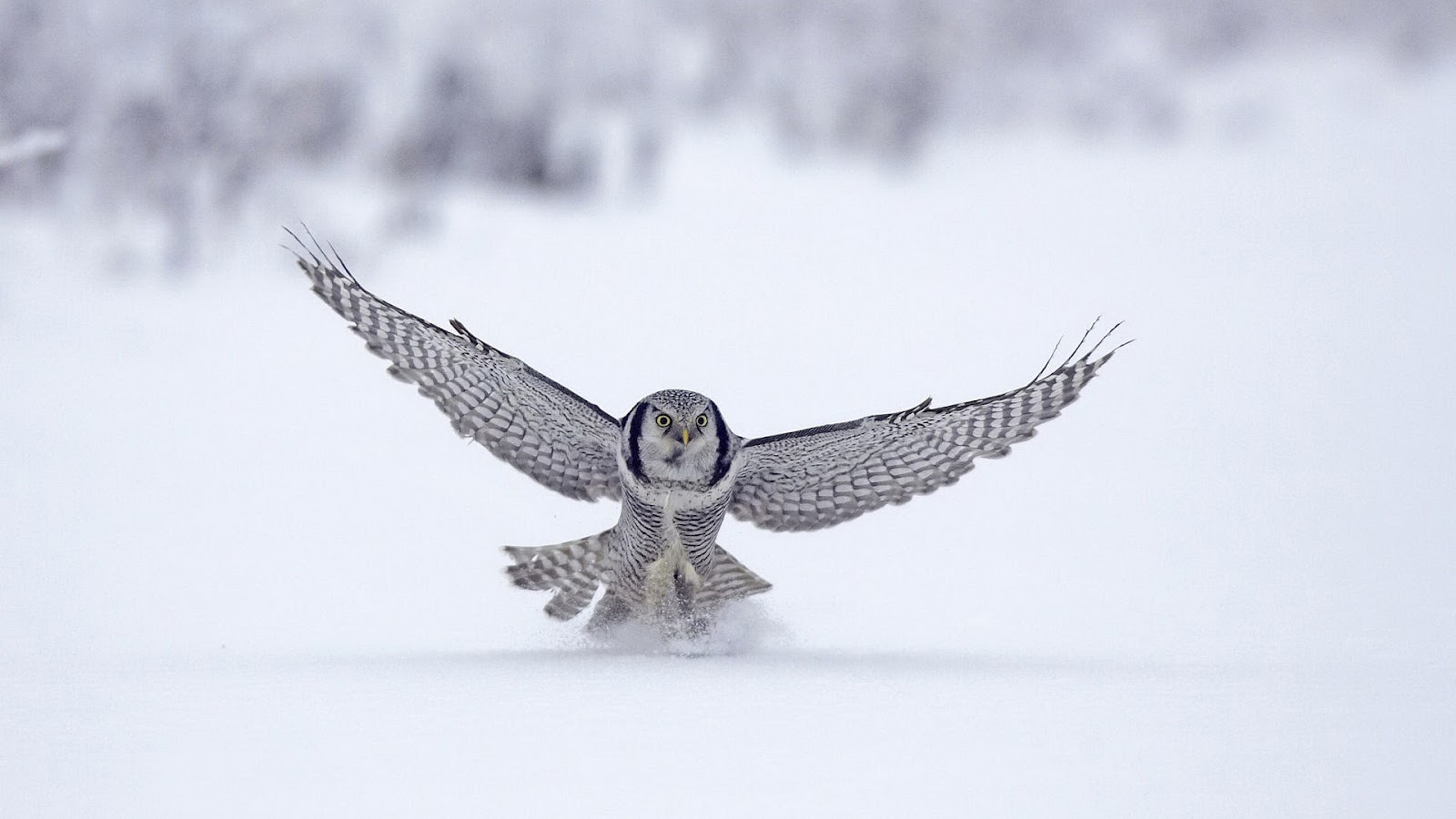 White owl landing in the snow HD Animals Wallpapers 1600x900