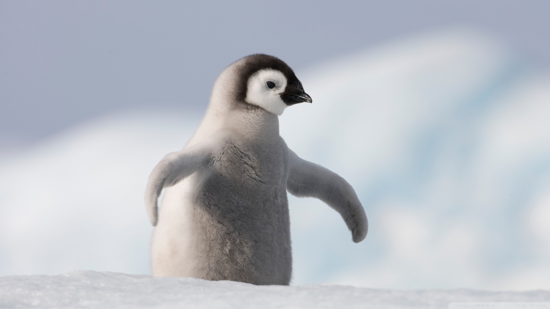 Baby Penguin Antarctica Wallpaper
