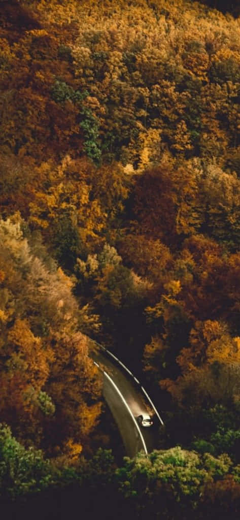 Fall Wallpaper