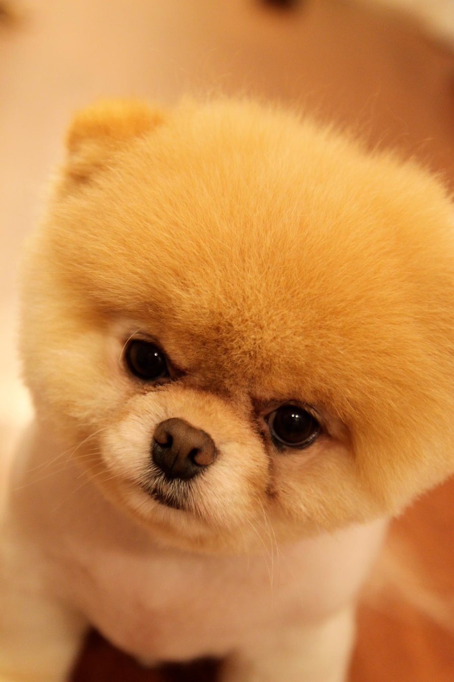 Free download Most Cutest Dog By Raiyukein Dphiq 900x1350 iWallHD ...