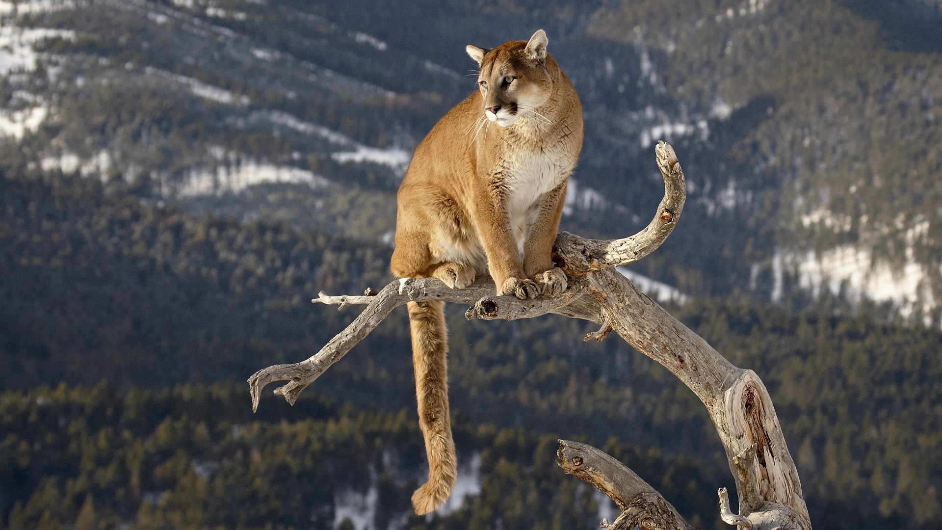 Cougar HD Wallpaper Background Image Id