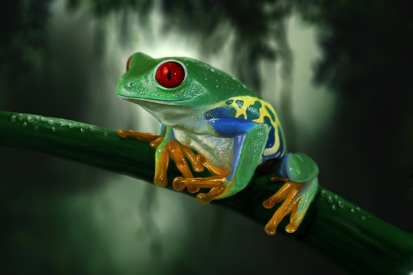 Frogs Red Eyed Tree Frog Redeyed Amphibians
