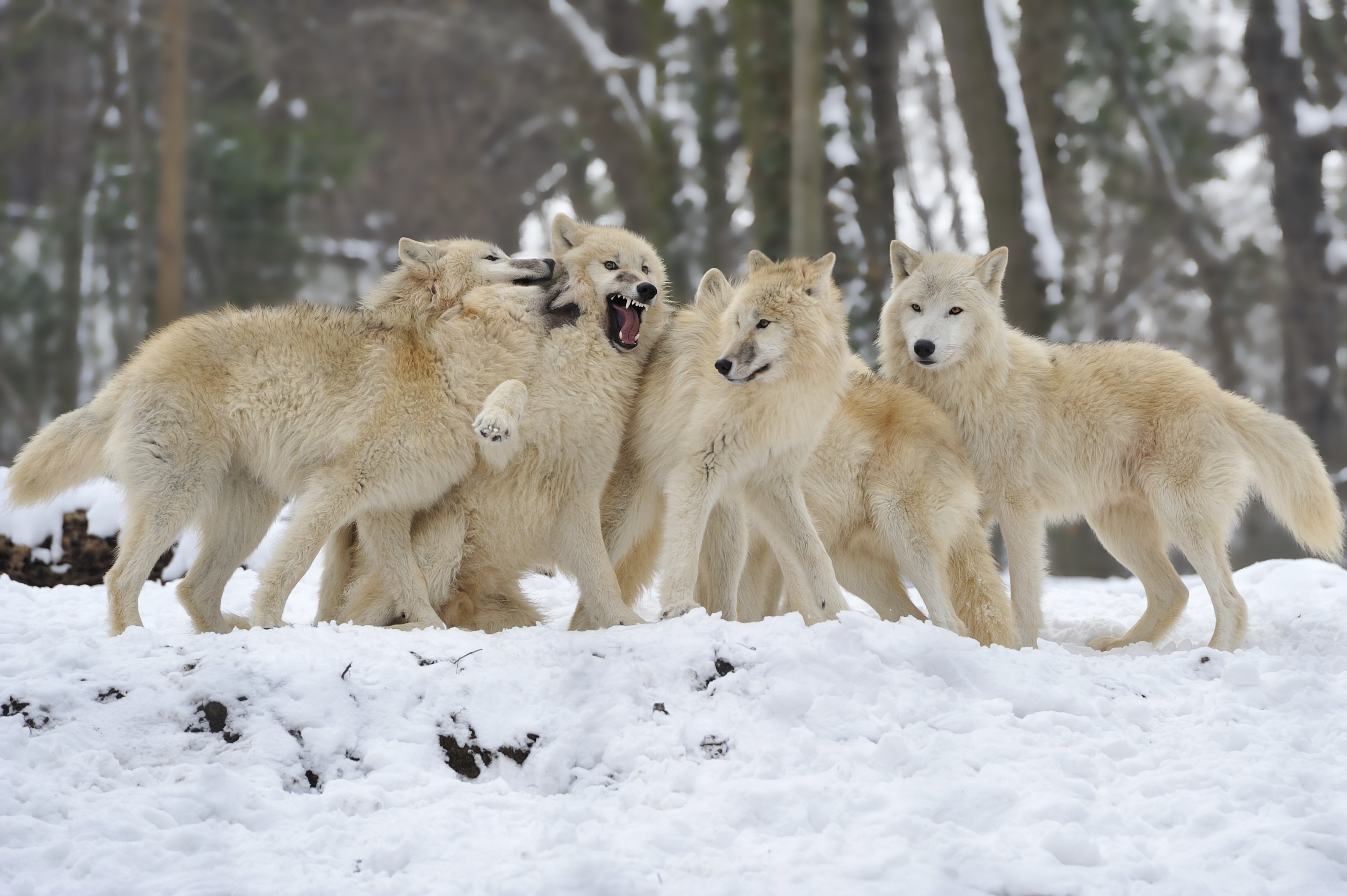 Wolves Pack Snow Winter Wolf Wallpaper