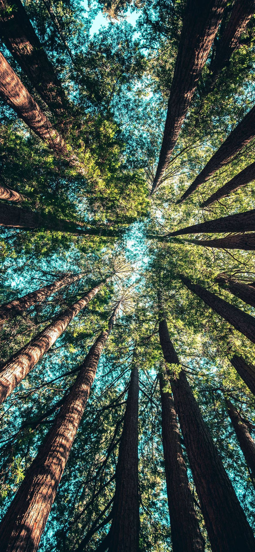 Forest iPhone Wallpaper