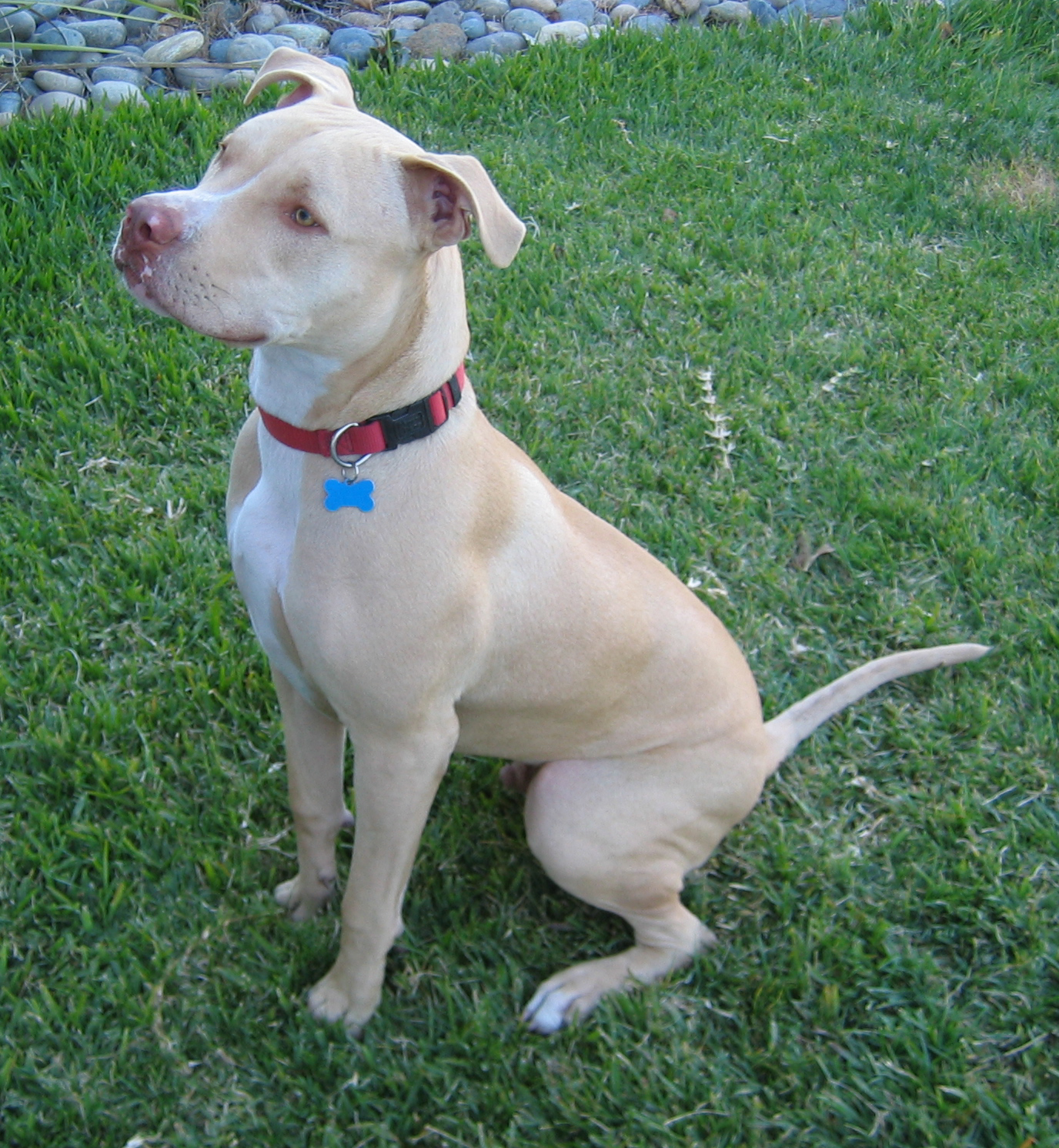 American Pitbull Terrier Jackson Photo And Wallpaper