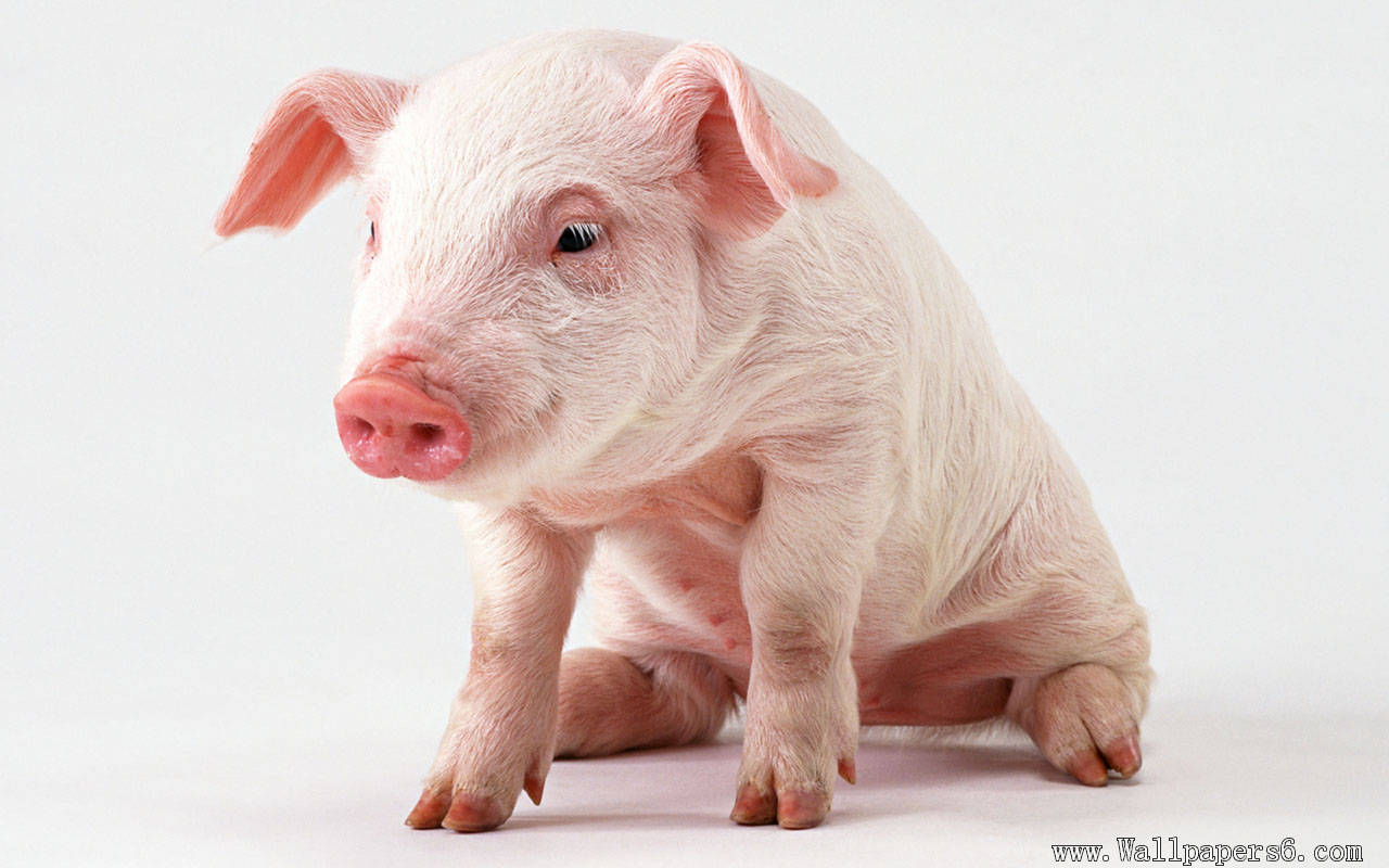 fatuous pig Animal Wallpapers   Free download wallpaperswindows