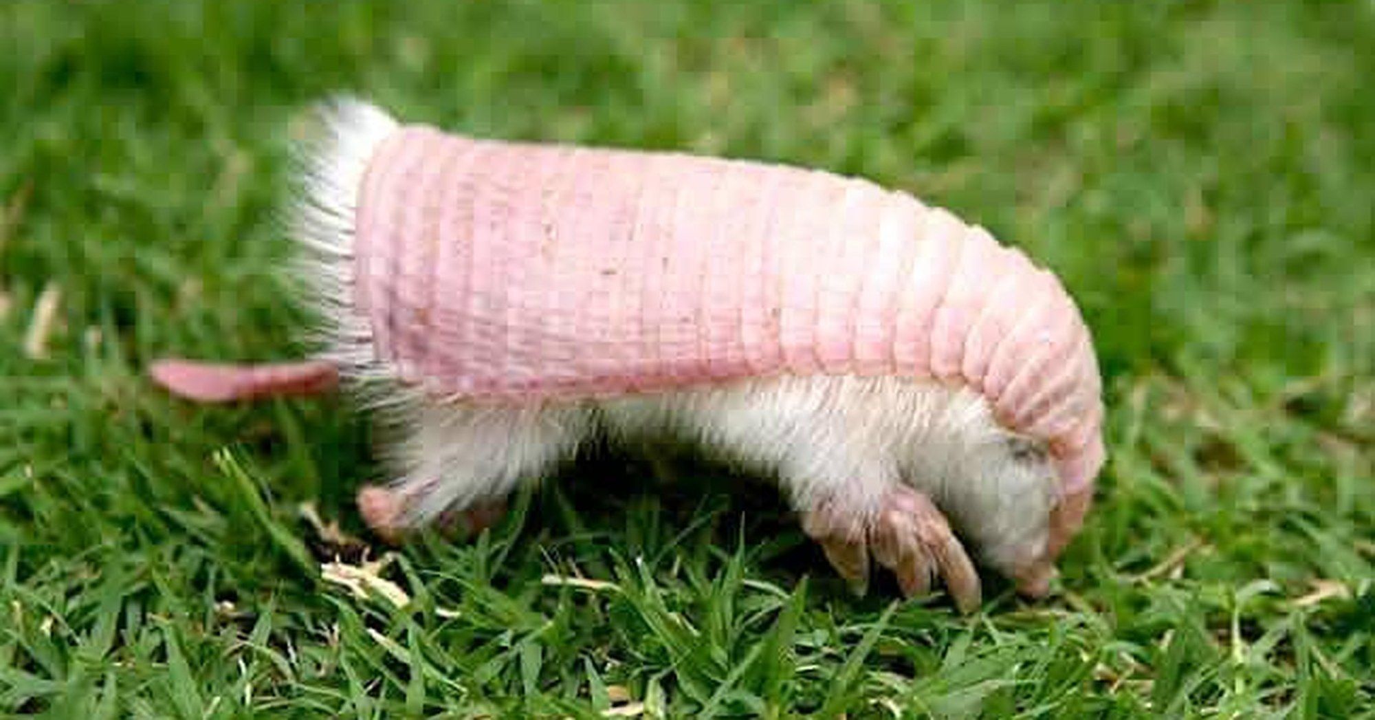 This Rare Pink Armadillo Literally Cant Survive As A Pet All