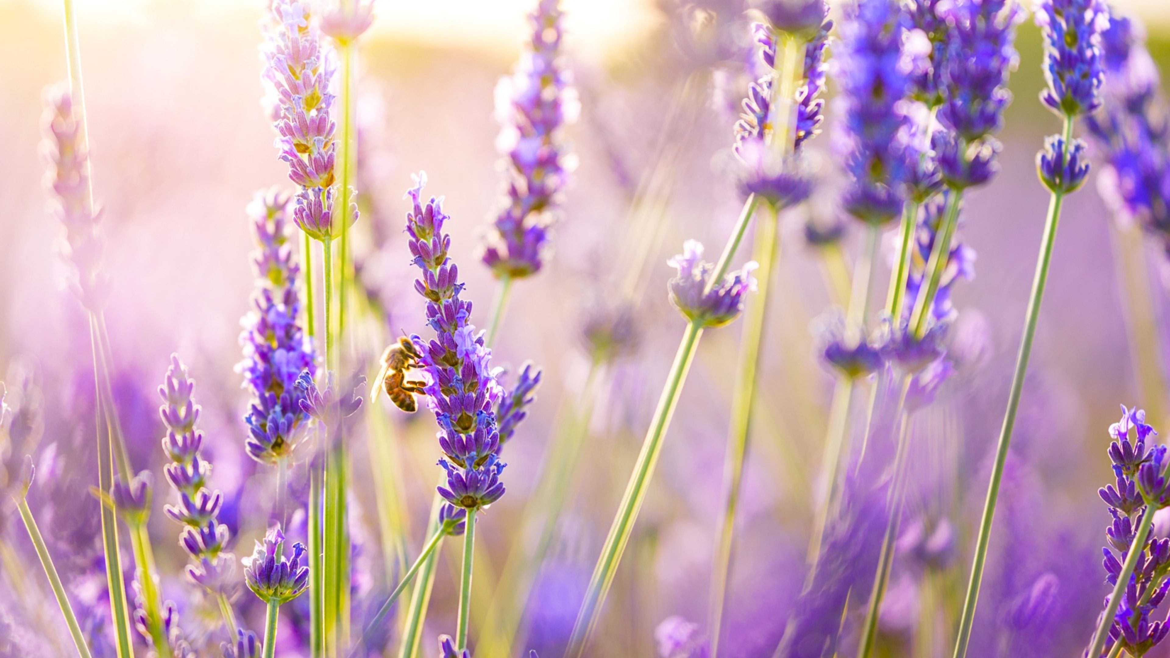Lavender Desktop Wallpaper