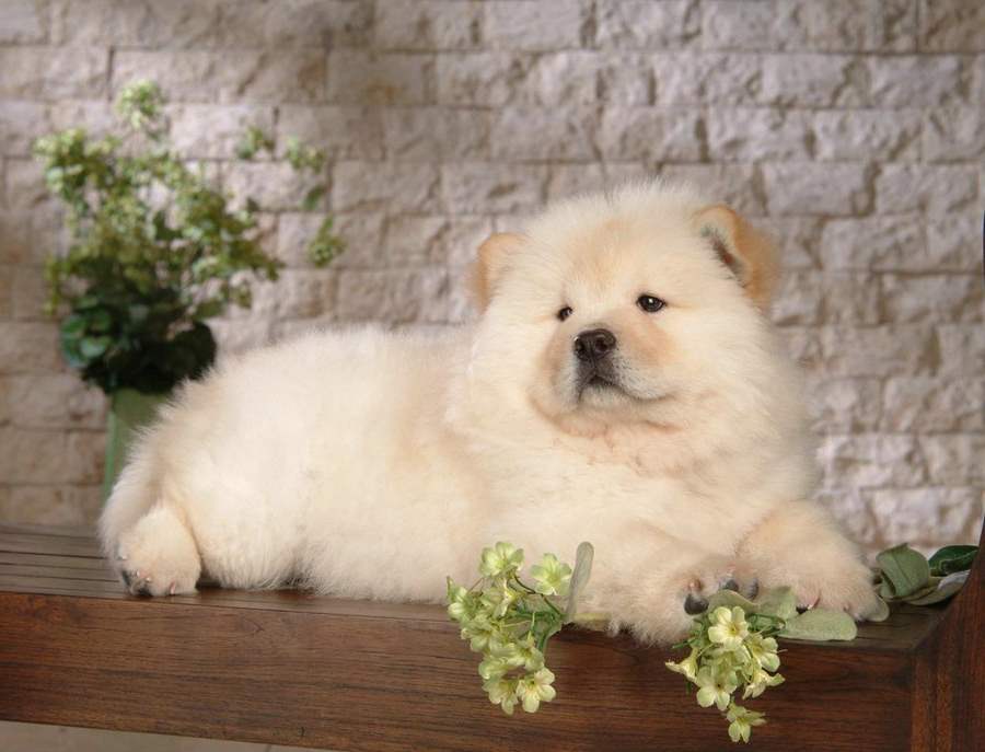 Cute White Chow Dog With Flower Puppies Wallpaper Picture