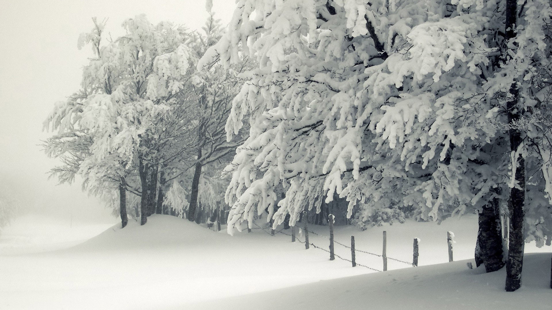 HD wallpaper snowy pine trees firtrees winter avenue ranks sky  gloomy  Wallpaper Flare