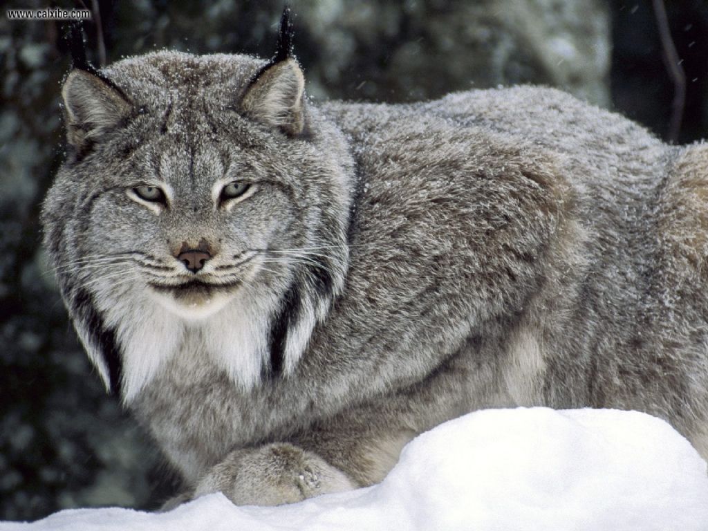 Animals Canadian Lynx Canada picture nr 14252