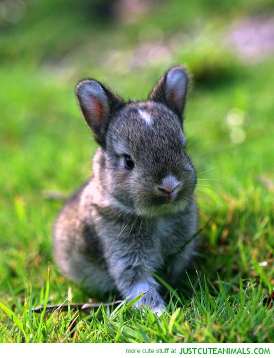 Cute Baby Bunnies Animals Bunny