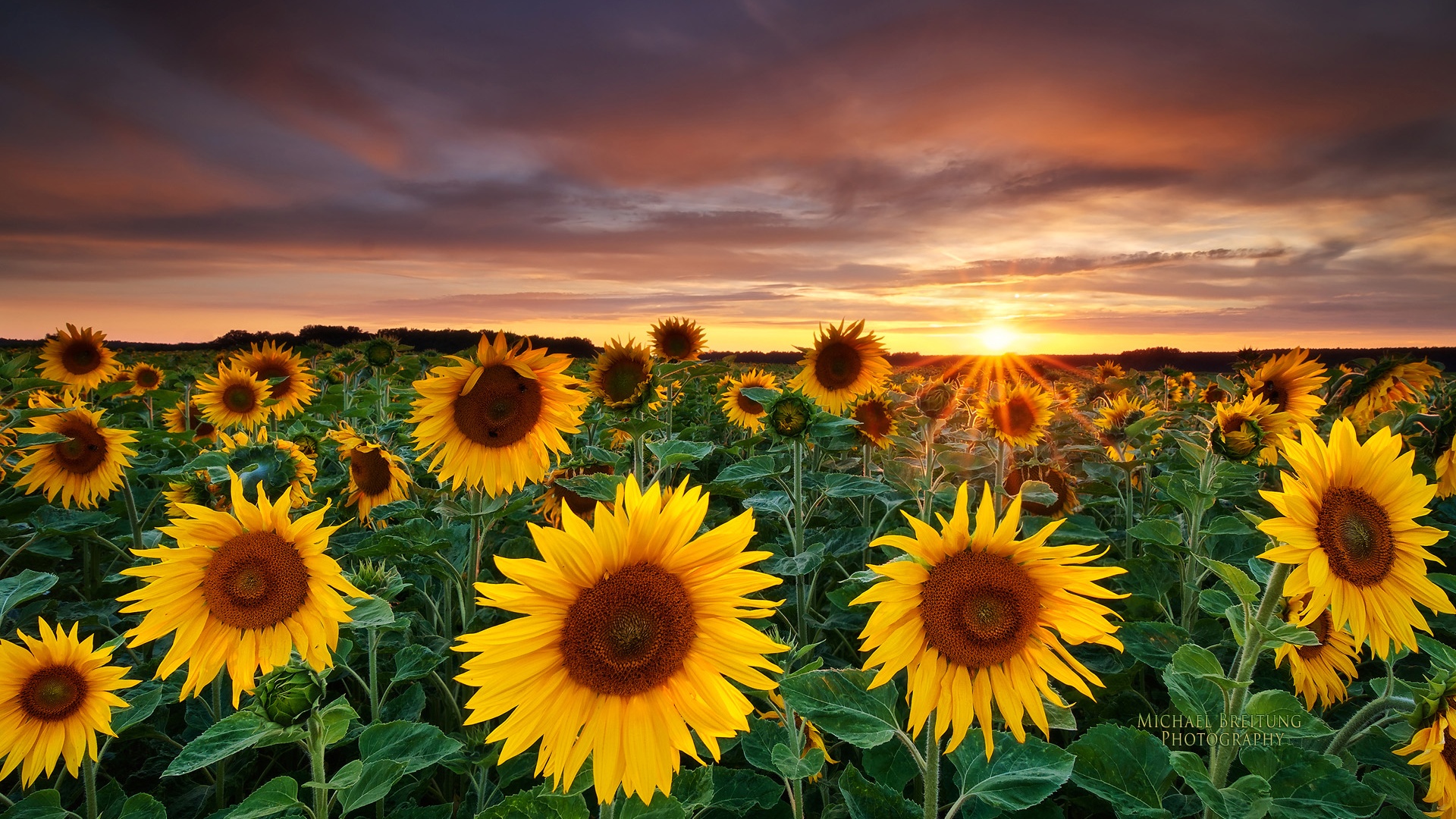Sunflower Desktop Wallpapers Free Download