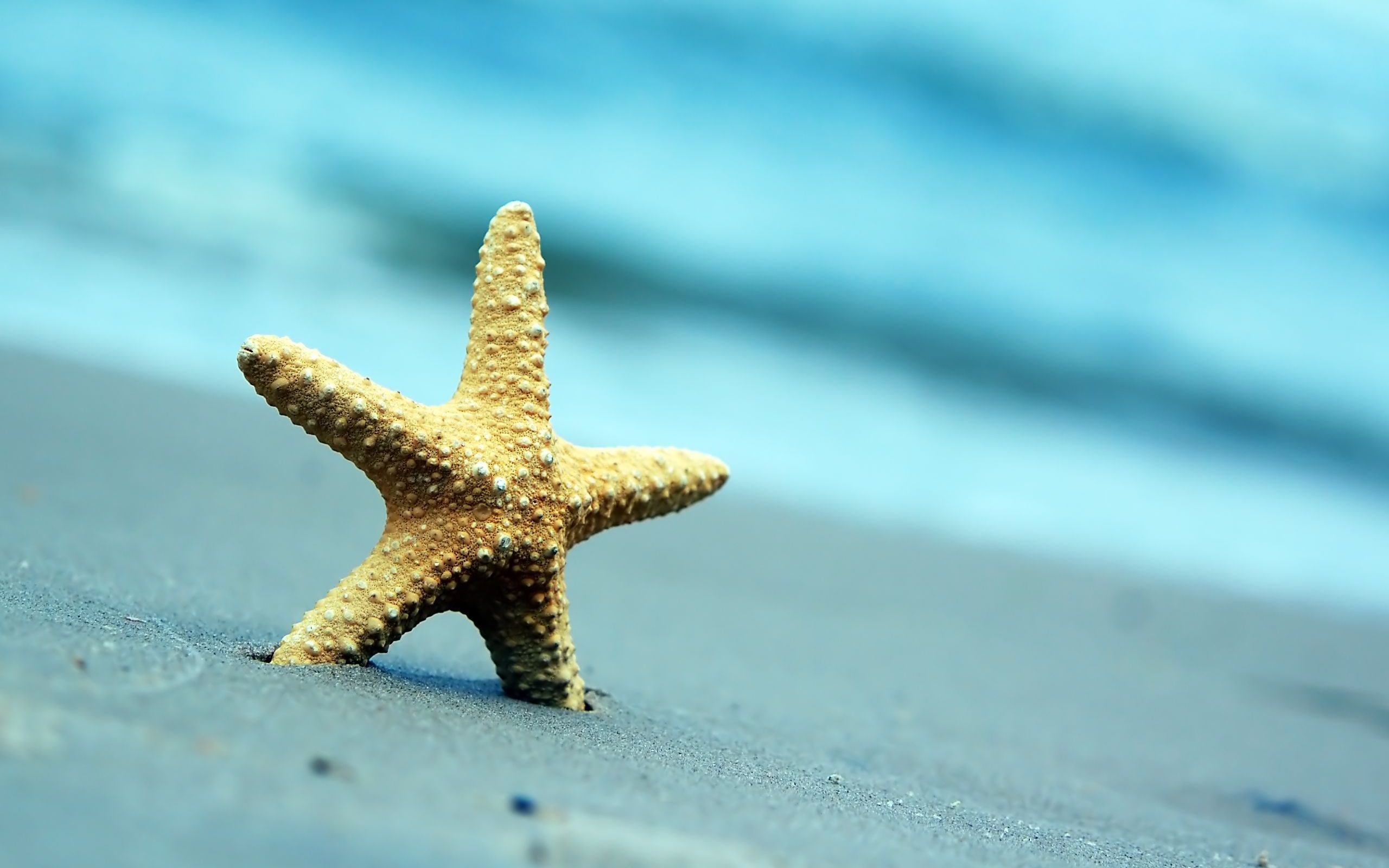 Starfish Sand Macro Beach Blue Summer Holiday Photography