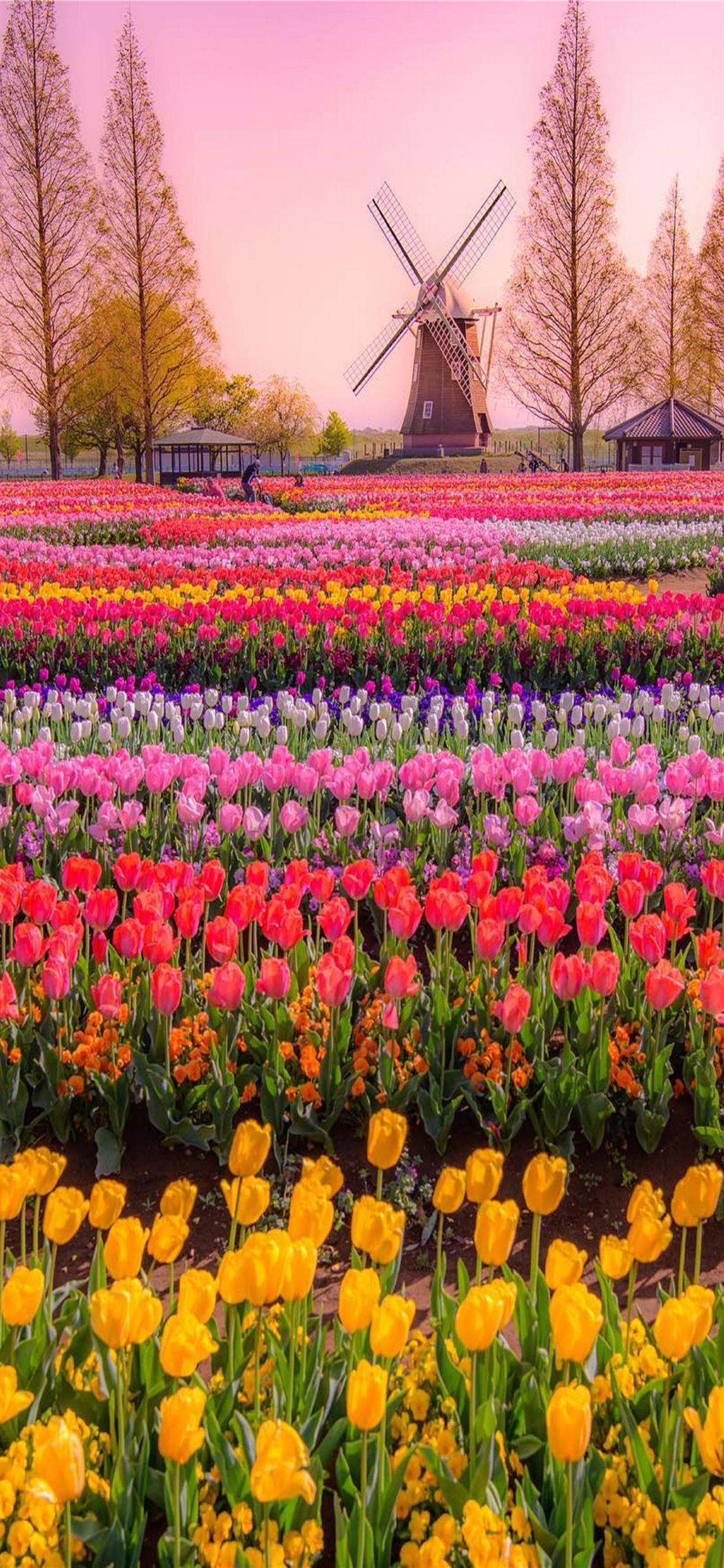 Tulip Fields of Netherlands iPhone 11 Wallpapers Download 1125x2436