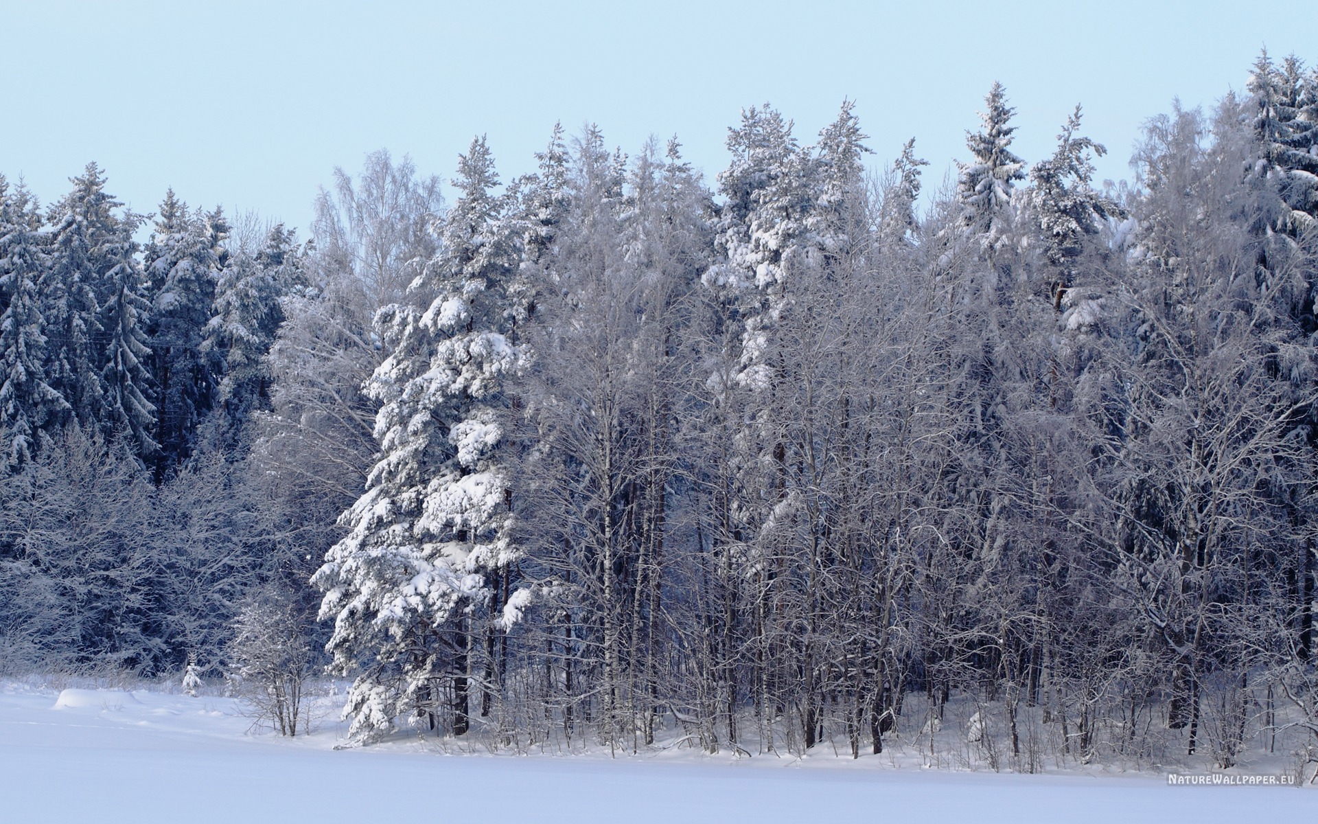 Winter Wallpaper Background Scene Forest