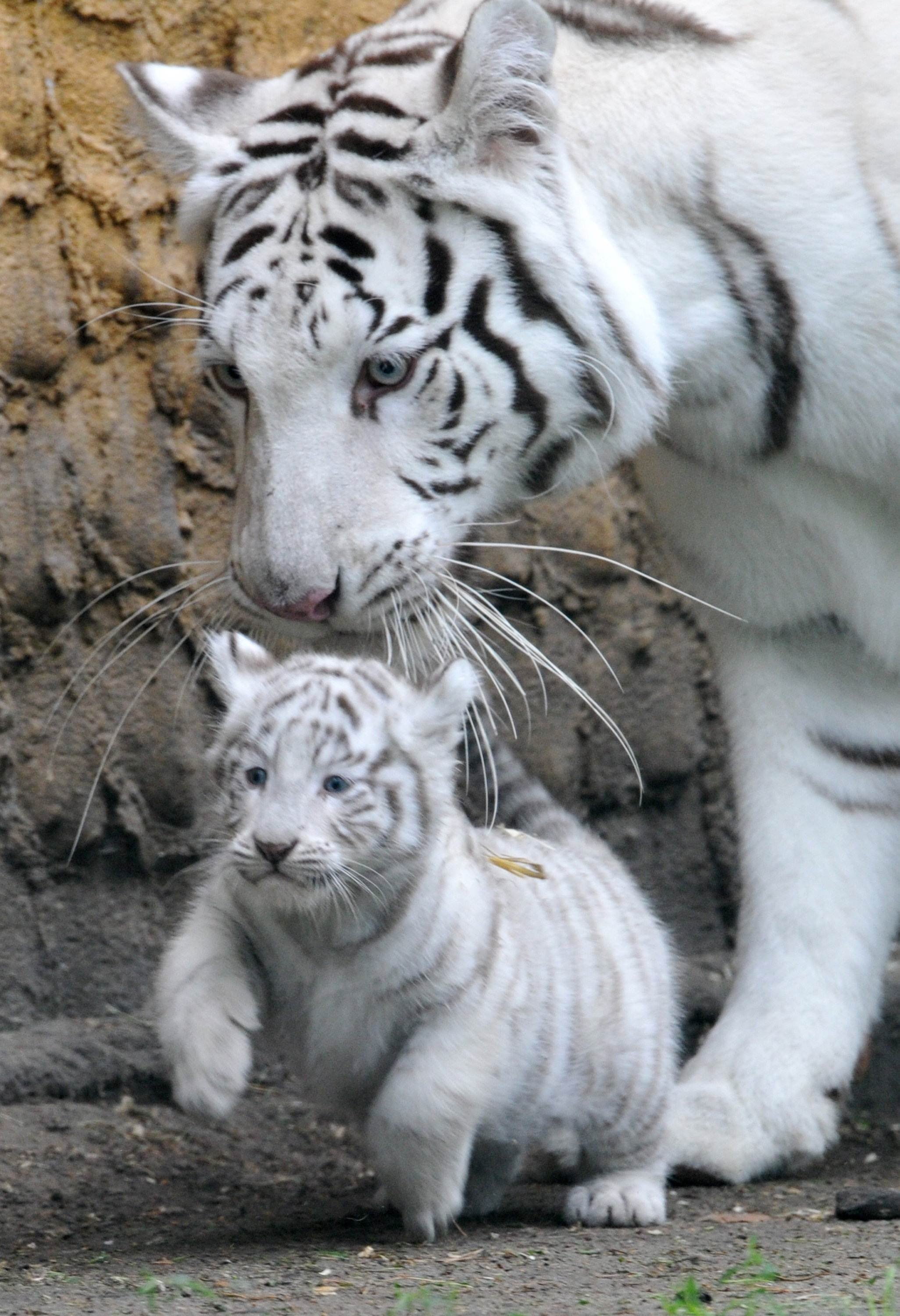 white tigers Cute White Tiger And Cubs Photo Picture HD Wallpaper 2052x3000
