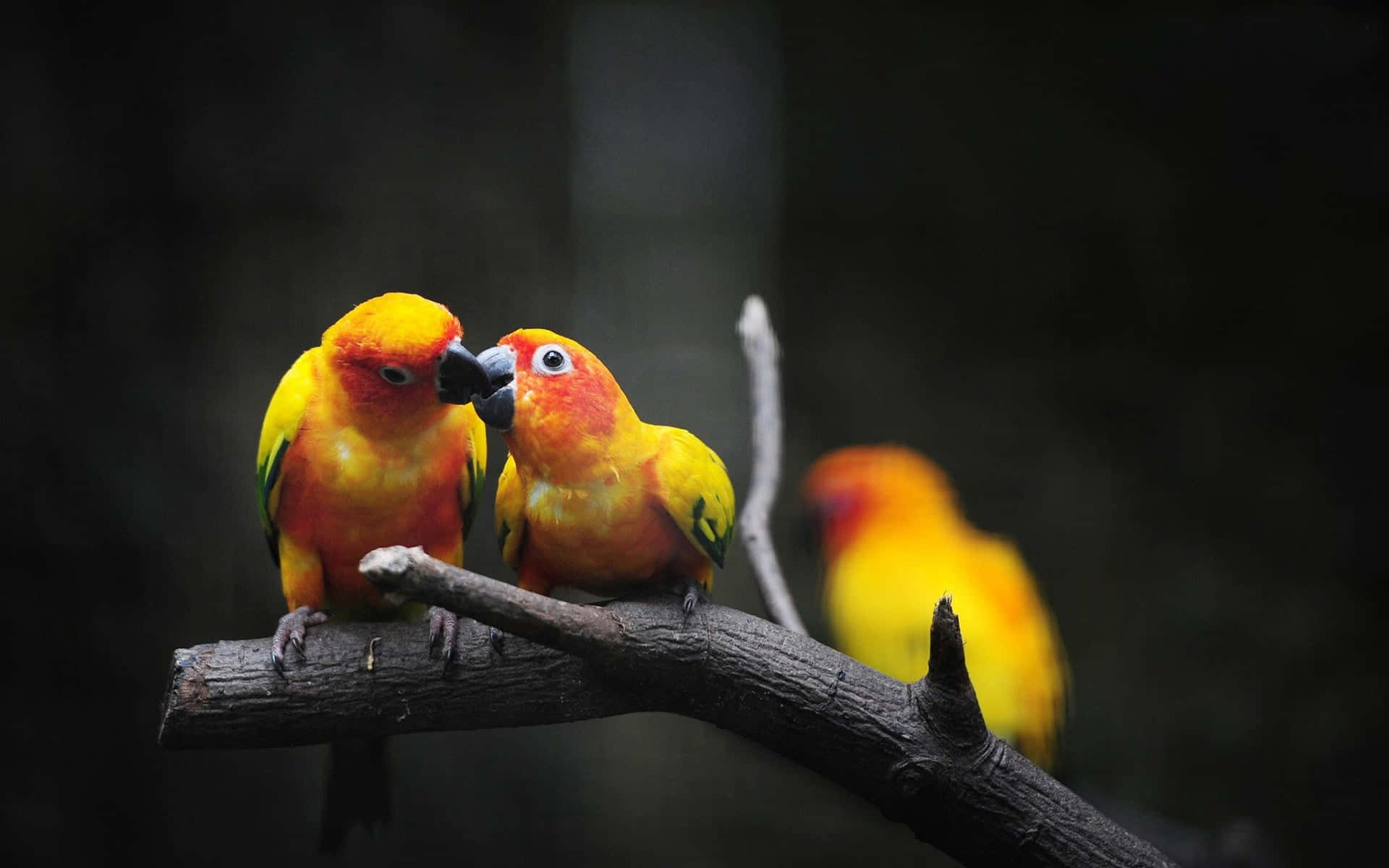 Aesthetic Animals Wallpaper
