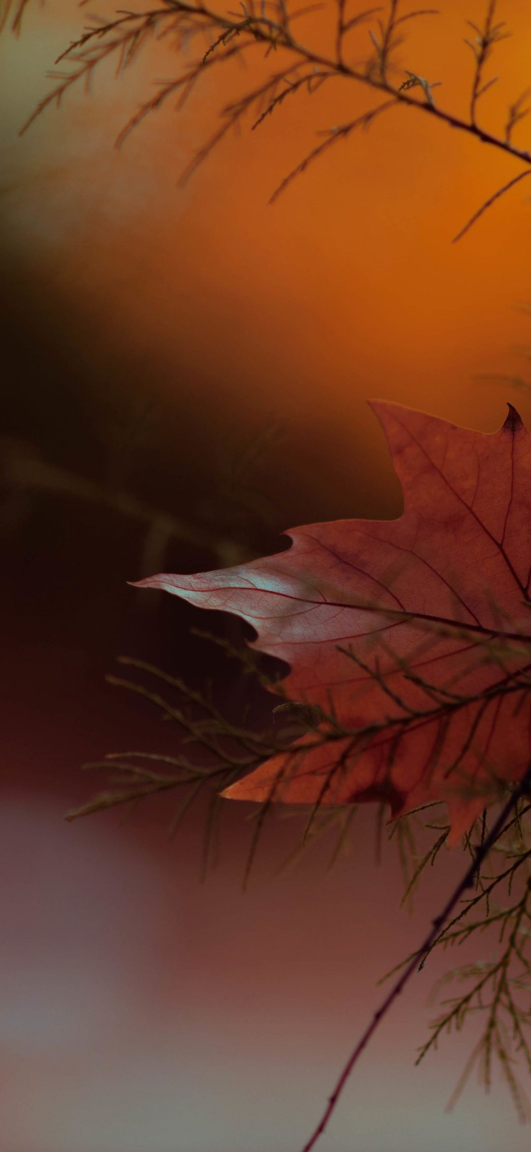 Autumn Phone Wallpaper