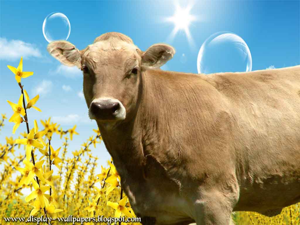 Indian Cow Wallpaper HD In Animals Imageci