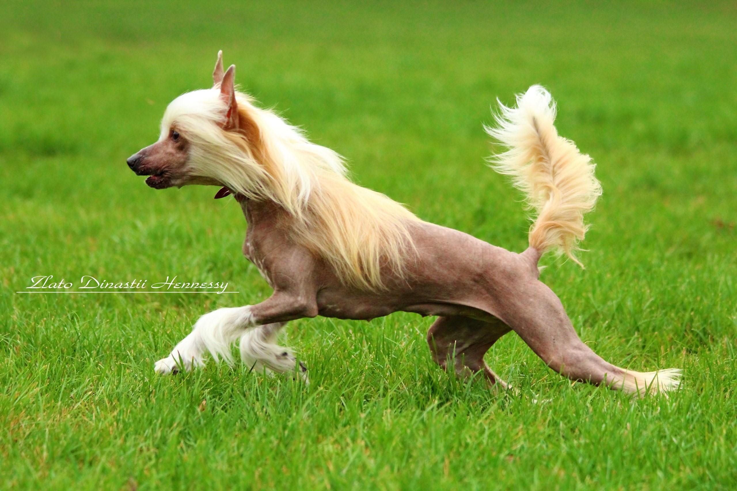 776074 Dogs Chinese Crested Grass   Rare Gallery HD Wallpapers
