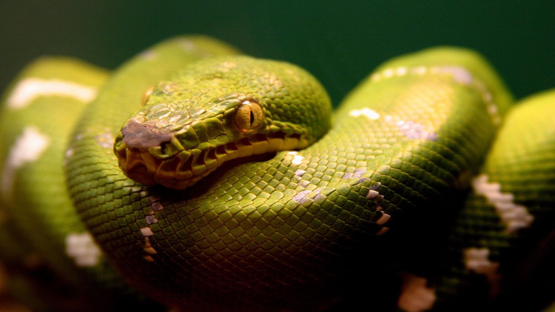 HD Anaconda Wallpaper