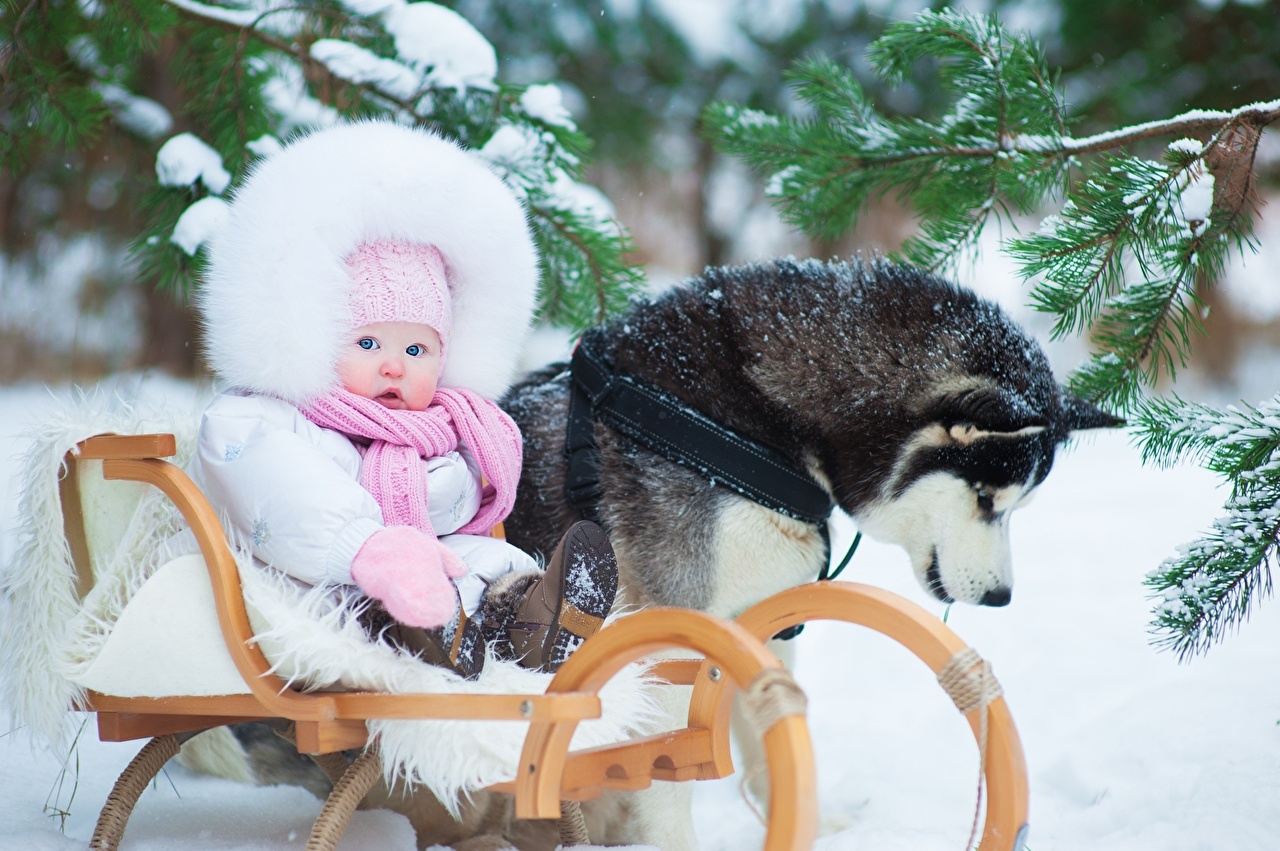 Wallpaper Husky Dog Infants Children Winter Snow Animals
