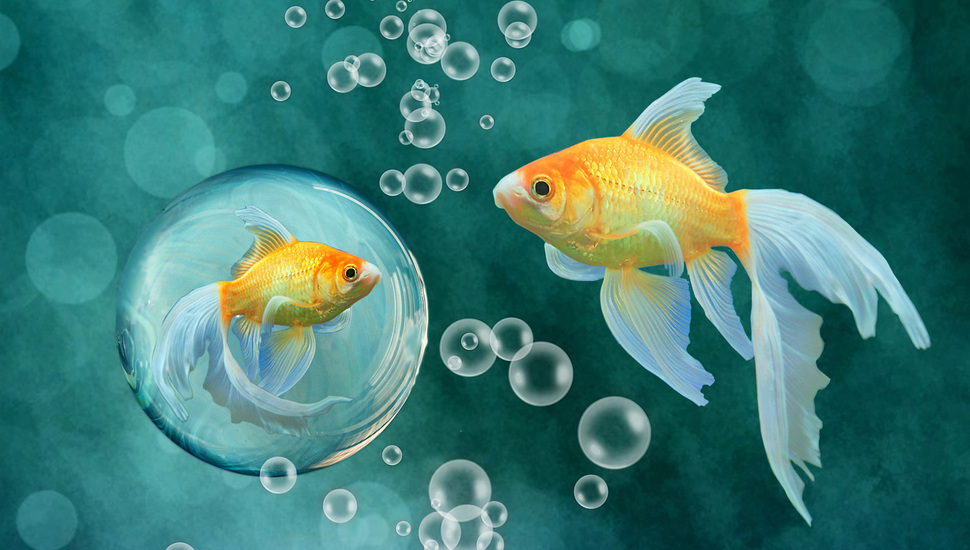 Gold Fish Bubbles Background Wallpaper And Desktop