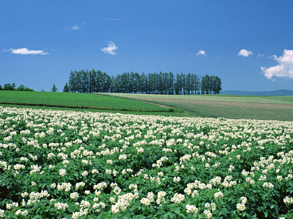 Natural Wallpaper Desktop Picture