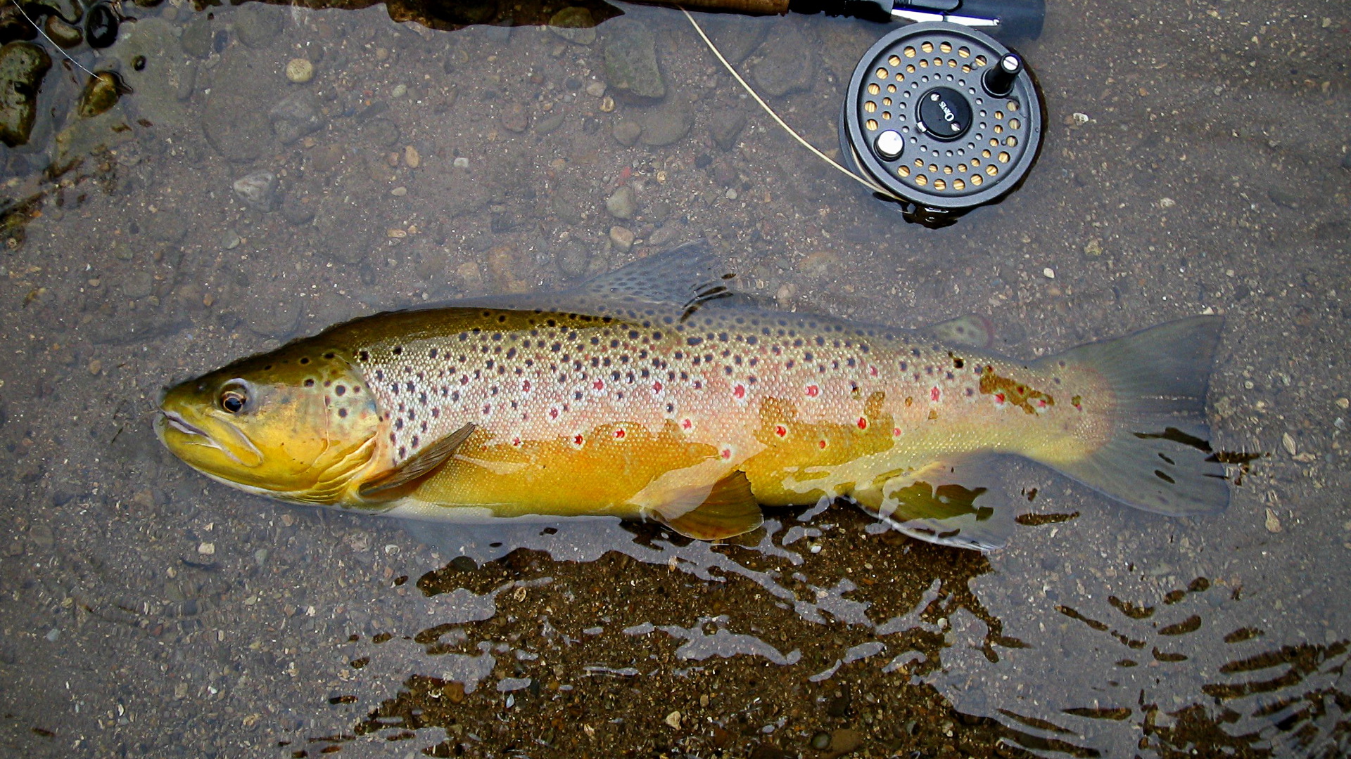 Gallery For Gt Brown Trout Wallpaper