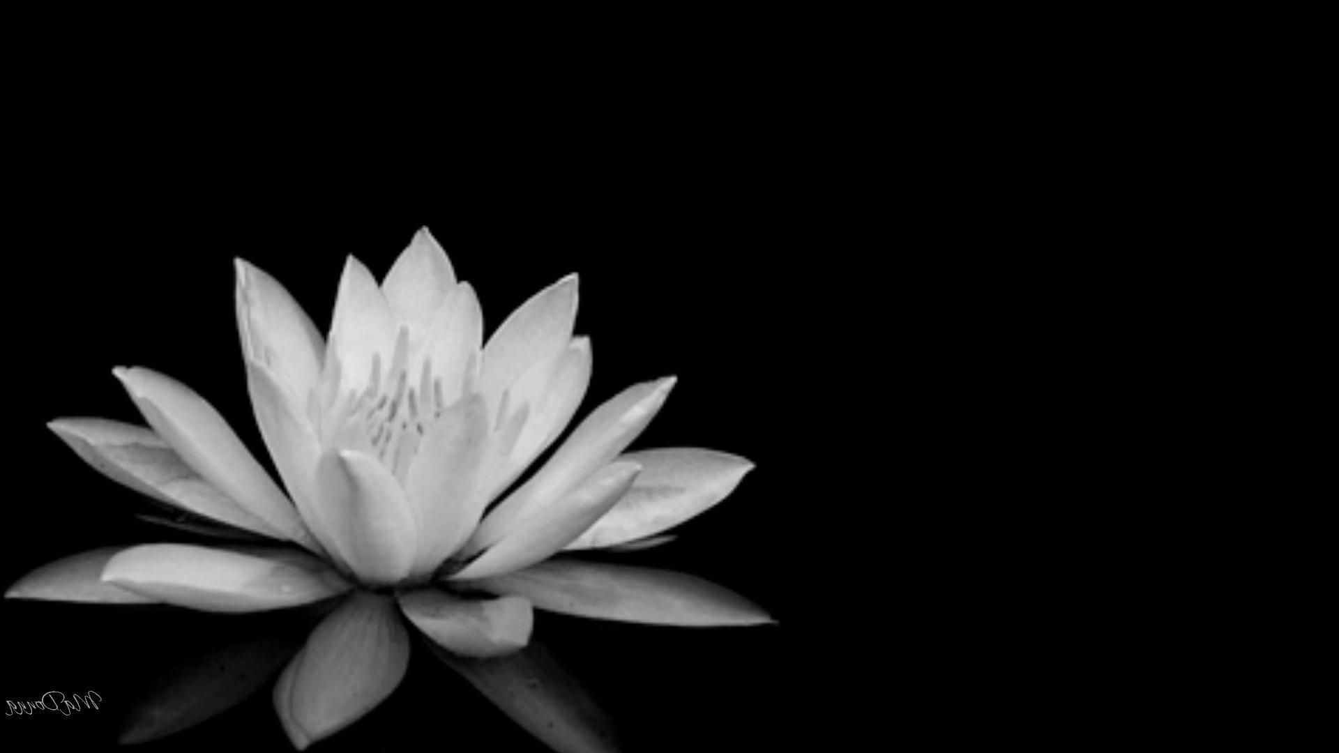Black And White Lotus Desktop Wallpaper Top