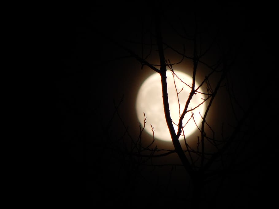 HD Wallpaper Mond Nacht Zweige B Ume Moon Branch Silhouette