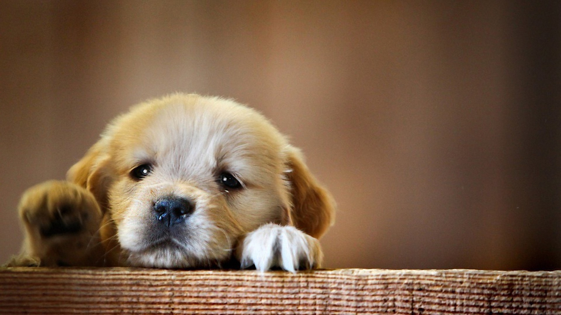 Adorable Golden Retriever Puppy Peeking Over a Fence