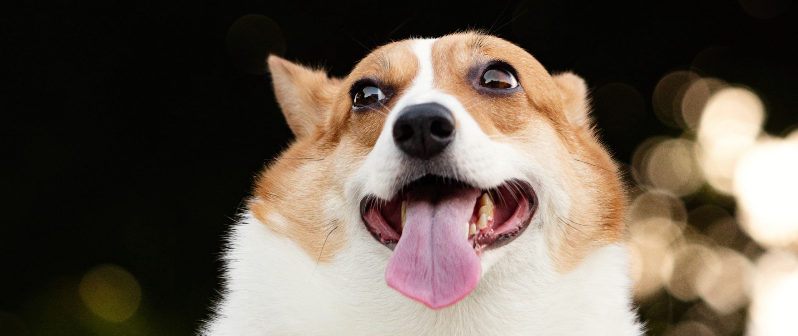 Wallpaper Corgi Dog Funny Protruding Tongue