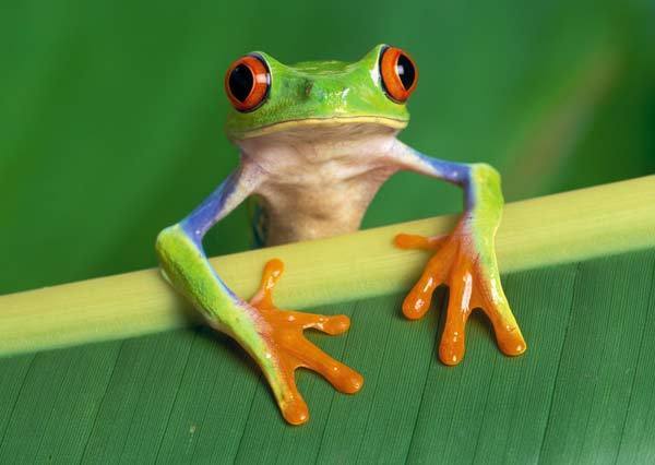 Female Red Eyed Tree Frog Frogs Fan Art