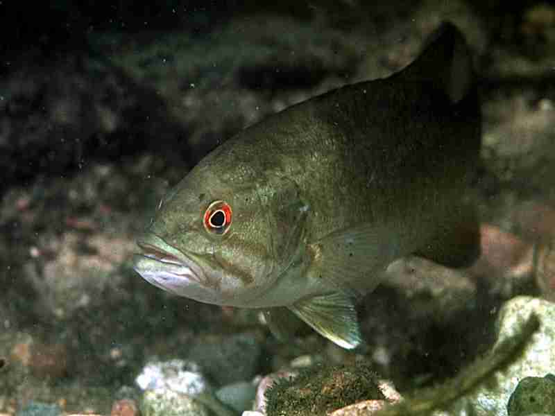 Largemouth Bass Micropterus Salmoides Smallmouth M Dolomieu And