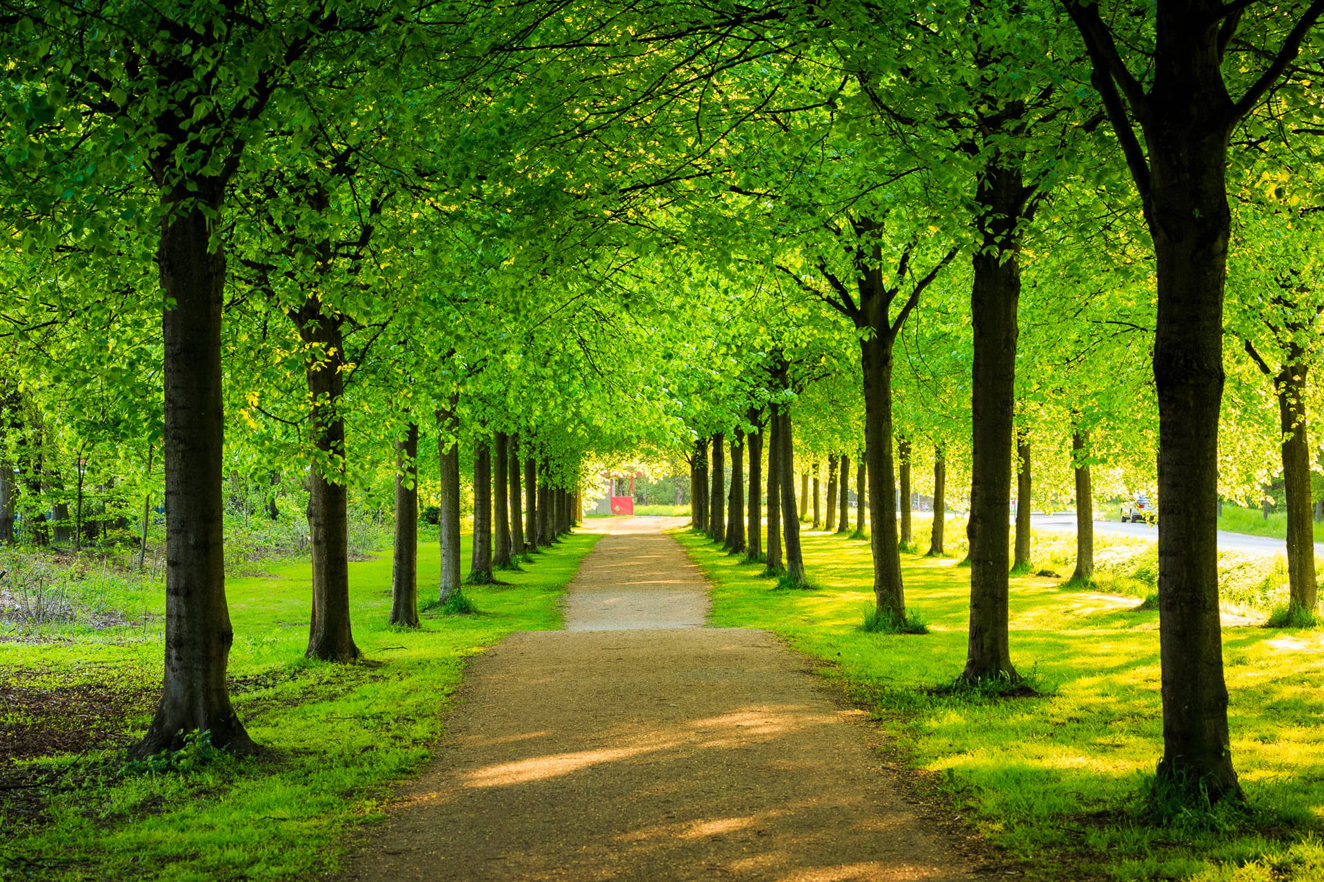 Green Tree Wallpaper