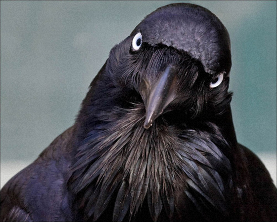 Raven Bird Wallpaper Bird of the day