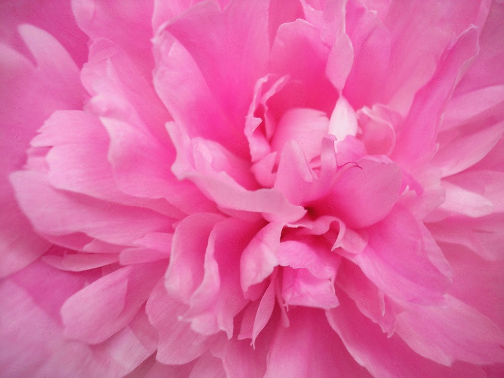 Pink Peony Wallpaper Resolution 567s Image Size