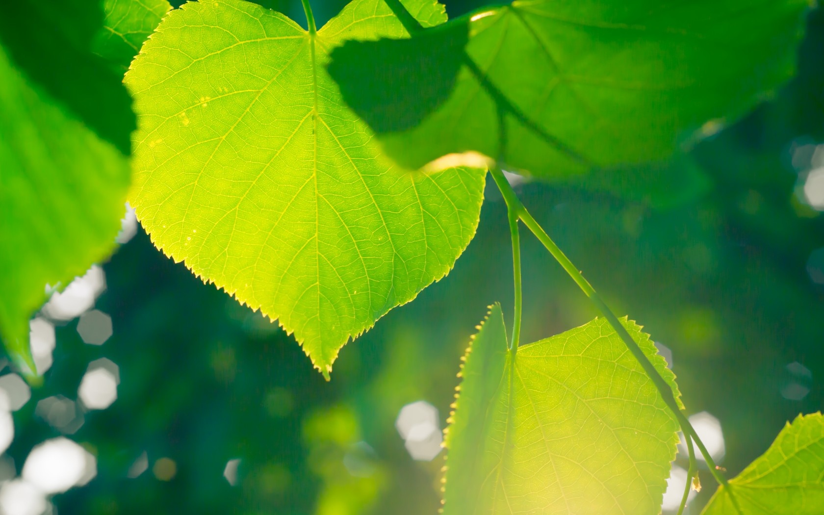 Wallpaper Green Leaf Sunbeam Birch Glare Desktop