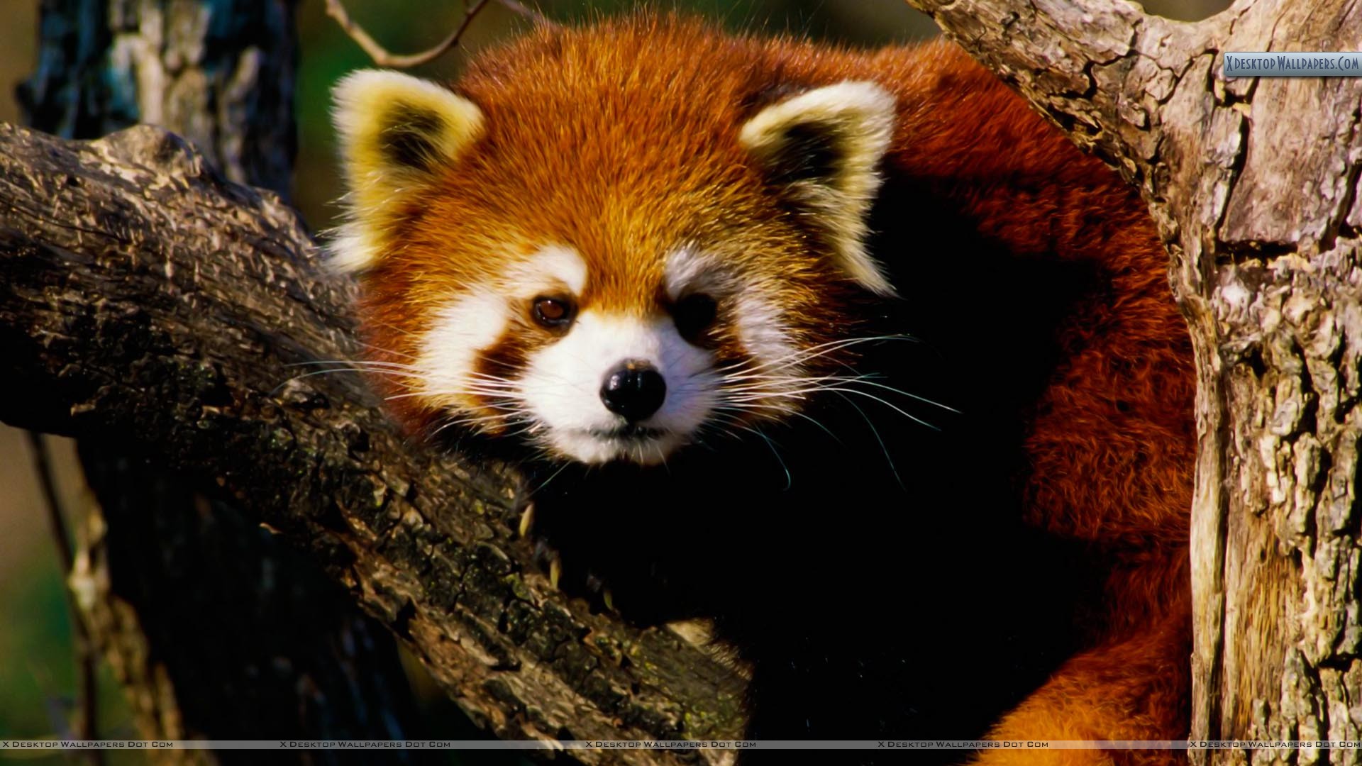 Red Panda Baby