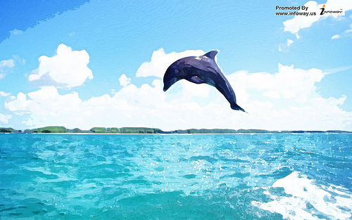 Living 3d Dolphins Wallpaper Photo Sharing