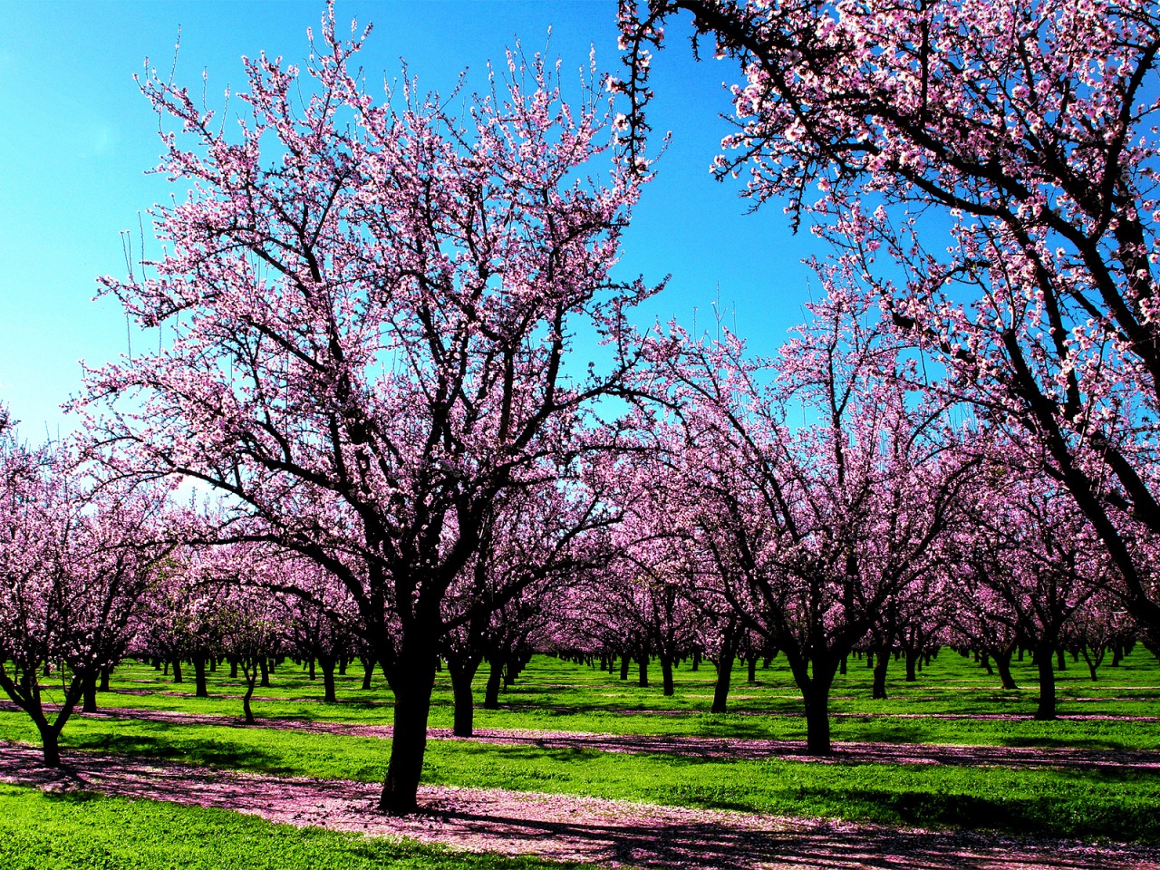 Spring Sakura Desktop Wallpaper Background