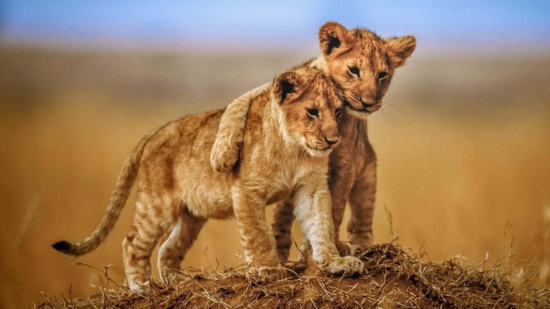 Aesthetic Animals Wallpaper
