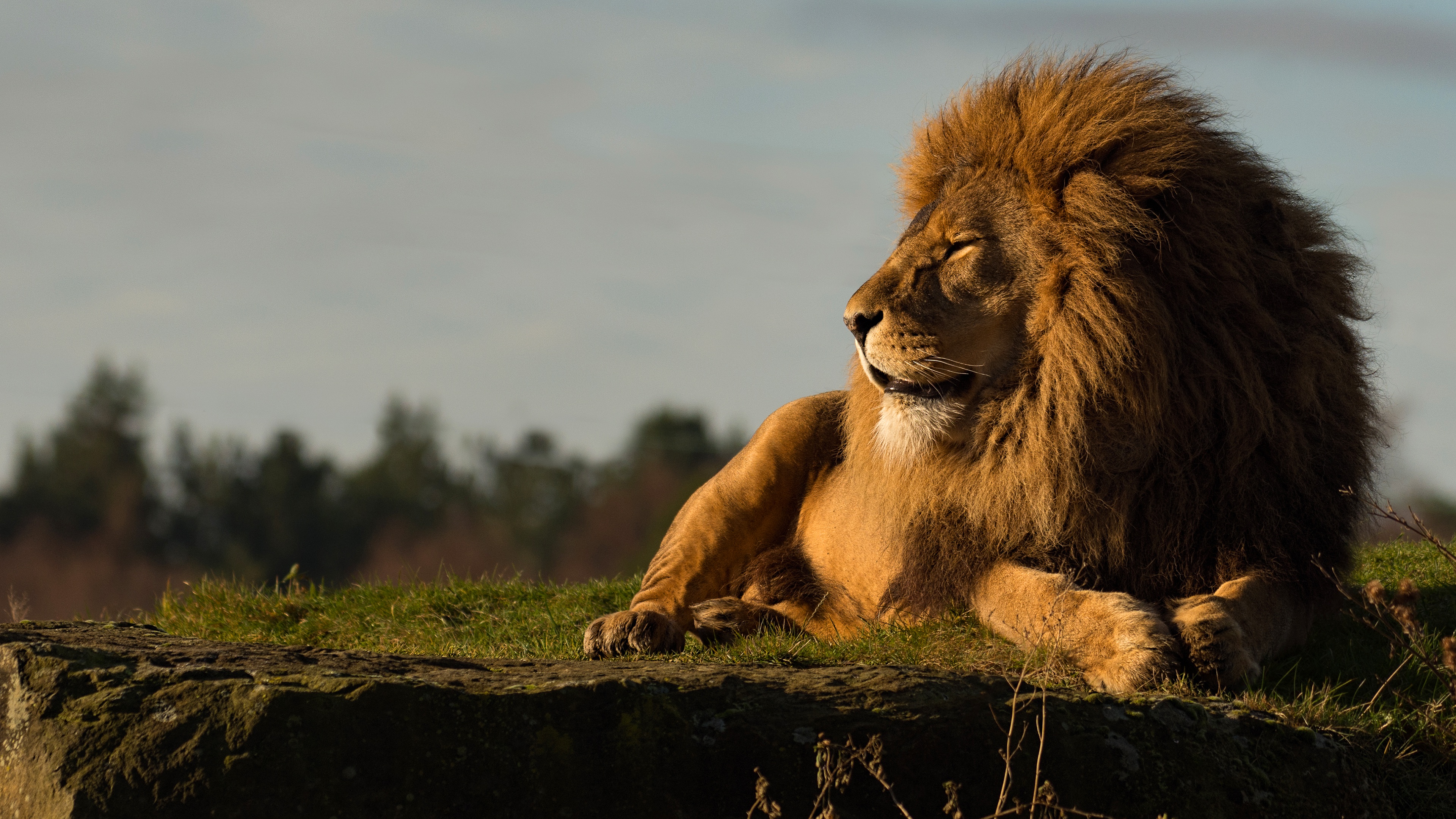 Majestic Male Lion Resting in Golden Light