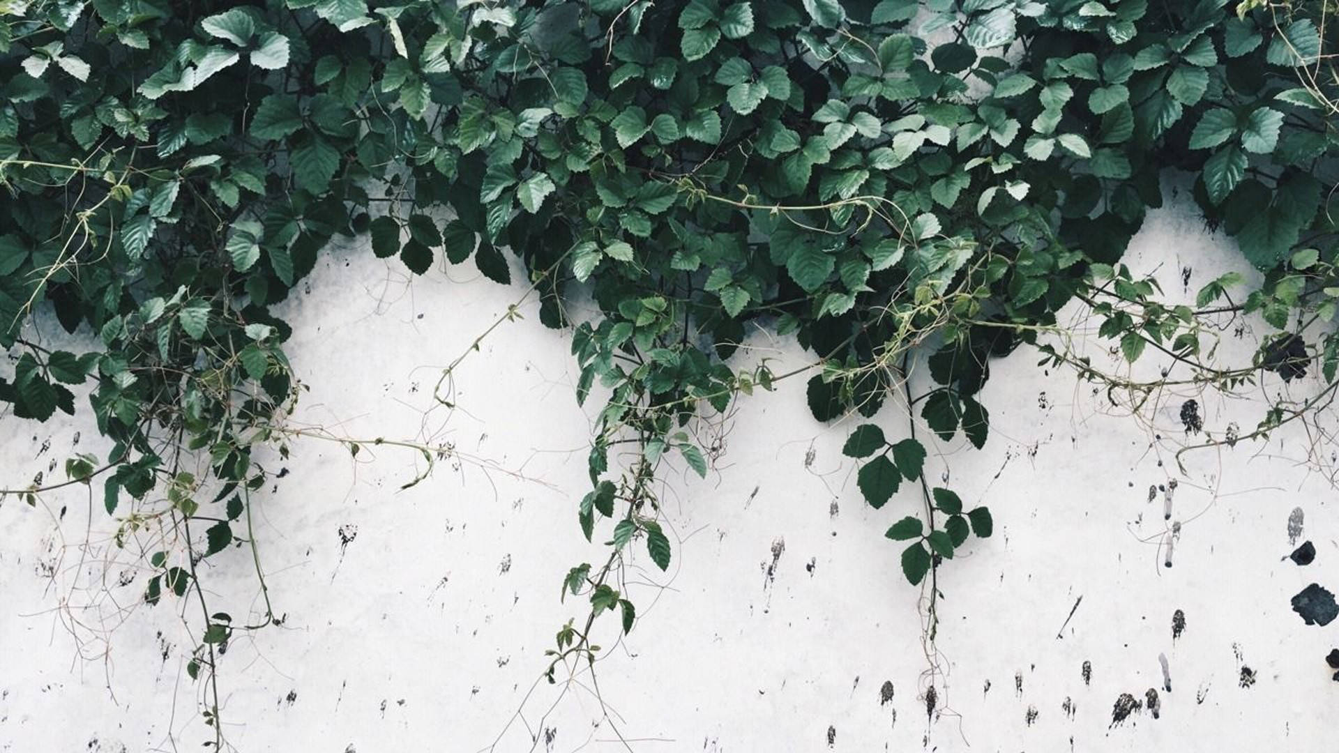 Green Aesthetic Wallpaper